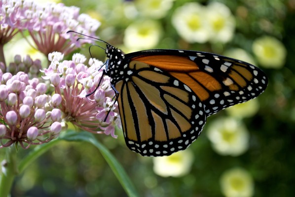 Monarch Butterfly - Mosquito Hill