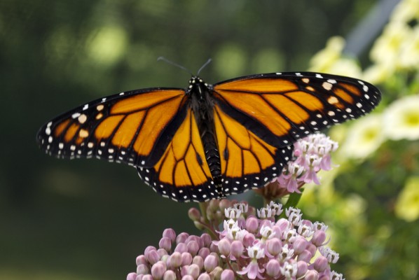 Monarch Butterfly - Mosquito Hill